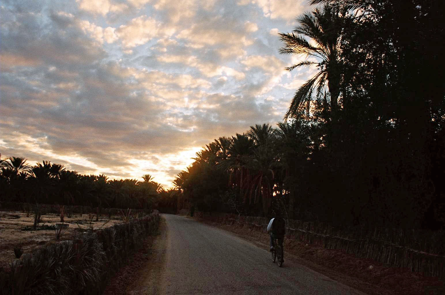 Date palm groves beside a road at sunset in Tozeur oasis, Tunisia