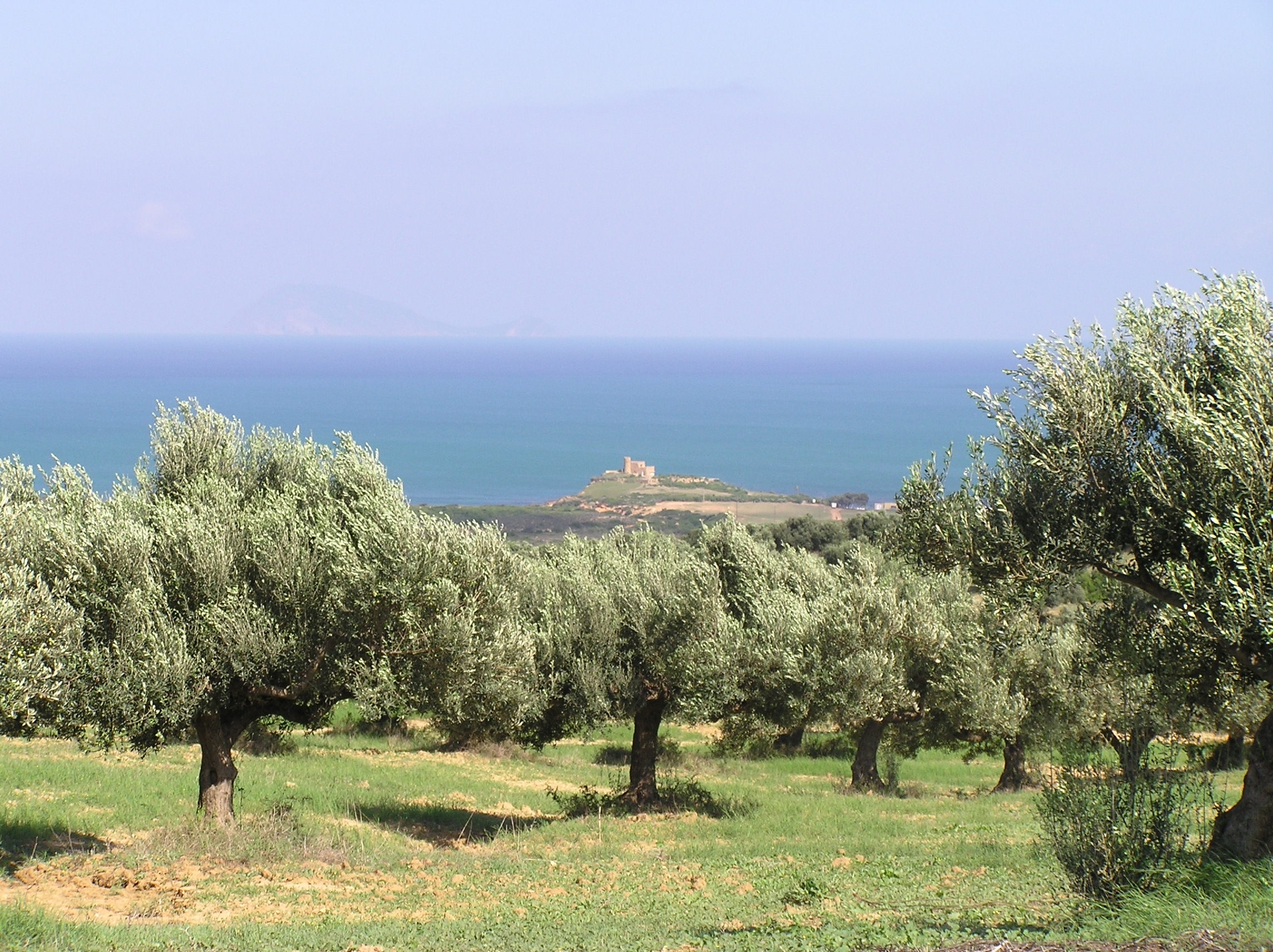 Olive grove overlooking the Mediterranean Sea in Cap Bon, Tunisia